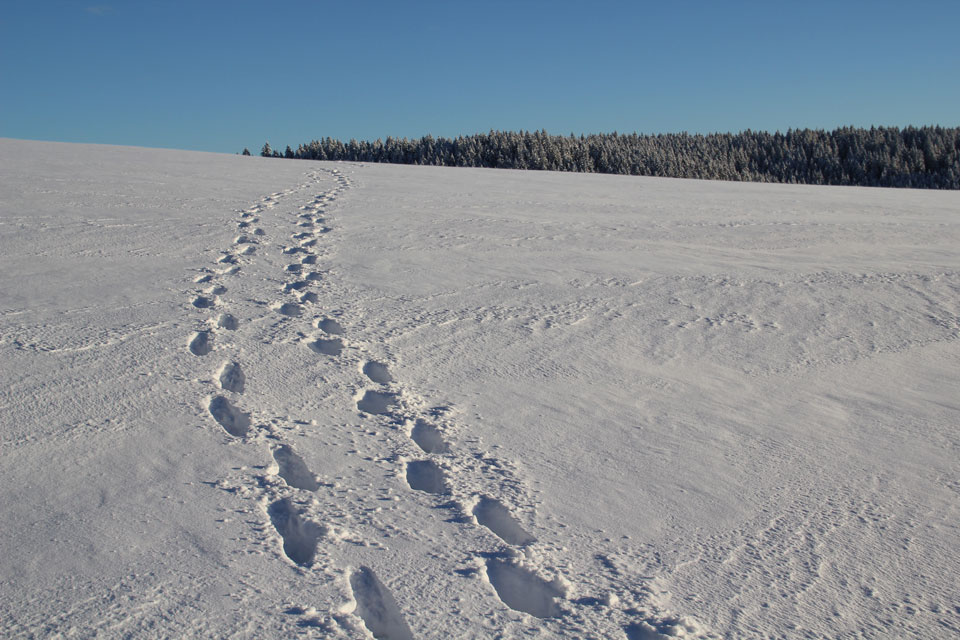 Spuren im Schnee